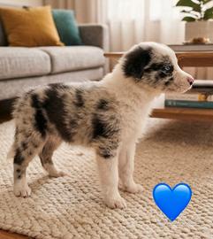 Cuccioli border collie