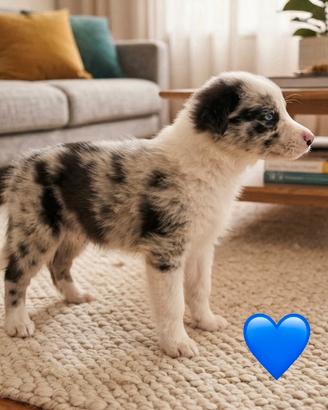 Cuccioli border collie