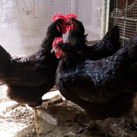 Australorp nere