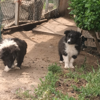 Border collie