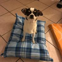 Chihuahua per monta