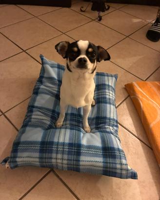 Chihuahua per monta