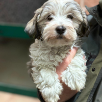 Mix Maltesi cuccioli