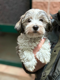 Mix Maltesi cuccioli