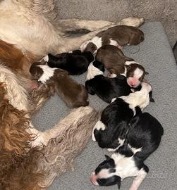 Cuccioli border collie