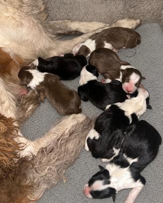 Cuccioli border collie