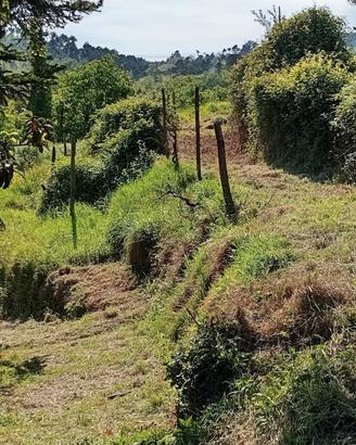 Terreno agricolo/coltivazioni/animali/fotovoltaico