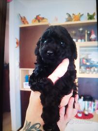 Barboncino Toy nero