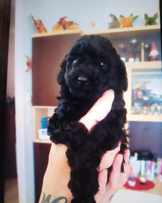 Barboncino Toy nero