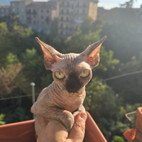 Cucciola sphynx