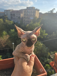 Cucciola sphynx