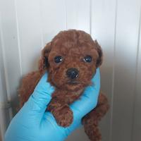 Brayan barboncino toy red