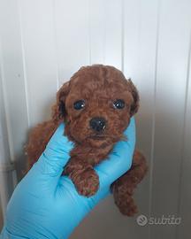 Brayan barboncino toy red