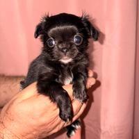 Cucciolo chihuahua maschietto