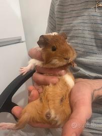 Cuccioli di due mesi di porcellino d'india