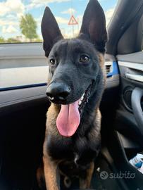 Belga malinois