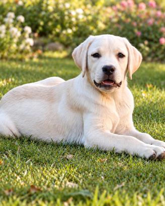 Cuccioli di labrador