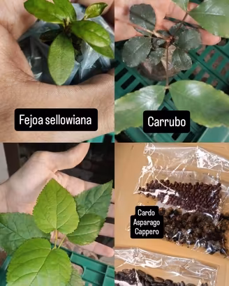 semi del cappero 