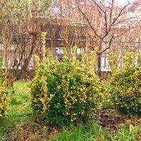 3 bellissime piante di evonimo