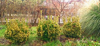 3 bellissime piante di evonimo