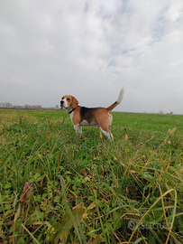 Beagle per monta
