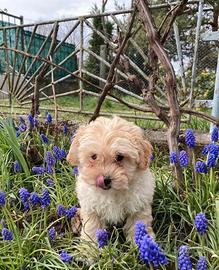 Maltipoo cuccioli