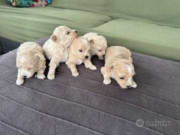 MALTIPOO cuccioli Toy