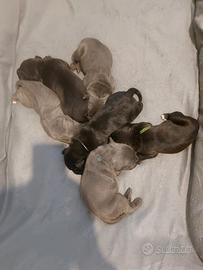 6 splendidi cuccioli di Cane Corso
