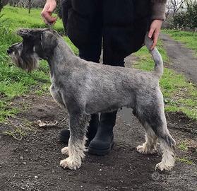 Schnauzer medio cuccioli