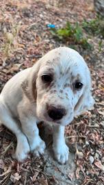 Cuccioli setter inglese