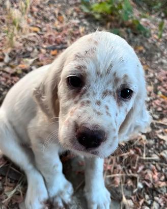 Cuccioli setter inglese