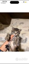 Gattini