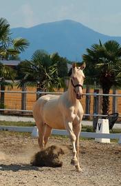 Puledri spagnoli P.R.E