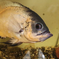 Pesce Oscar