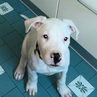 Cucciola di dogo argentino