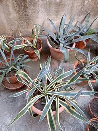 Agave