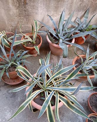 Agave