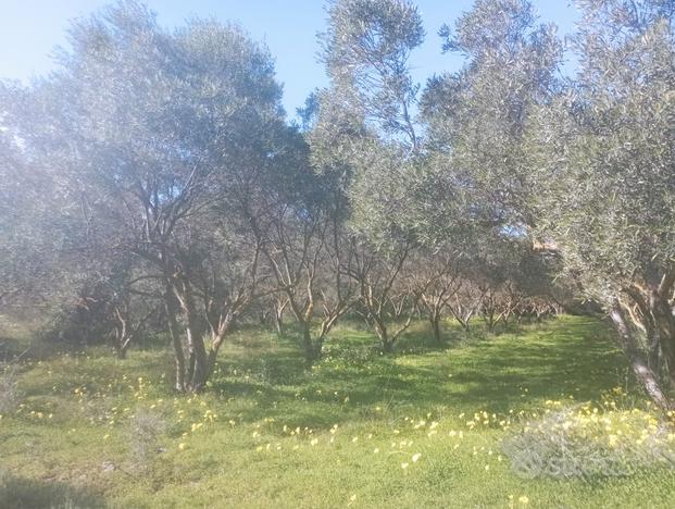 Terreno agricolo con uliveto 2 ettari