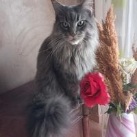 Maine coon