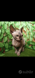 Cucciola di canadian sphynx