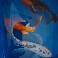 Tre Butterfly koi 35/20/18 cm