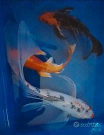 Tre Butterfly koi 35/20/18 cm