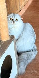 Scottish fold