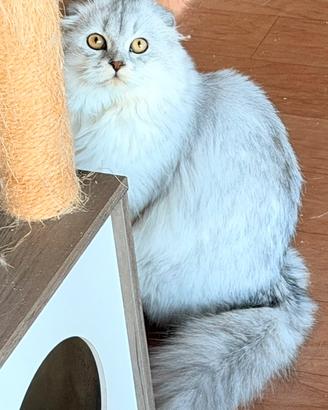 Scottish fold