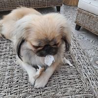 Pechinese in attesa di una nuova amichetta