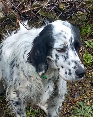 Setter inglese