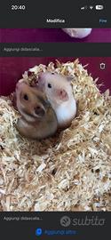 Cuccioli di criceto dorato