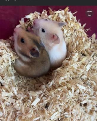 Cuccioli di criceto dorato