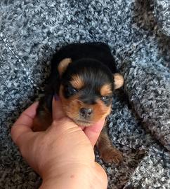 Cuccioli Yorkshire