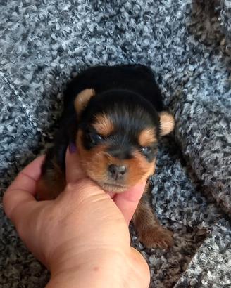 Cuccioli Yorkshire